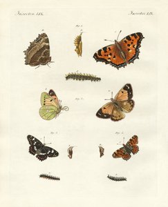 ドイツのデイ・バタフライ（彩色済み彫刻