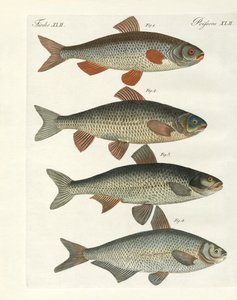 ドイツ川魚 作： German School
