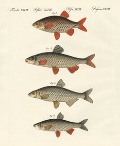 ドイツ川魚 作： German School