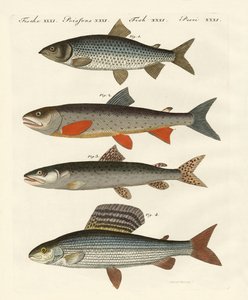 ドイツ川魚 作： German School