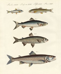 ドイツ川魚 作： German School