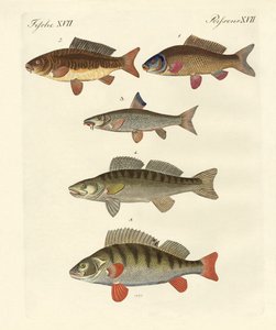 ドイツ海魚 作： German School