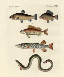 ドイツ海魚 作： German School