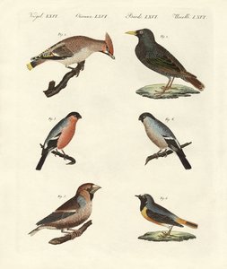 ドイツの鳥のさえずり 作： German School