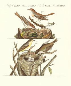 ドイツの鳥のさえずり 作： German School