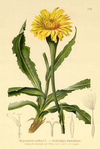 ジャイアントキャッツイヤー（Hypochoeris uniflora） 作： German School