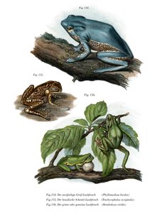 Giant Leaf Frog（カラーリトグラフ