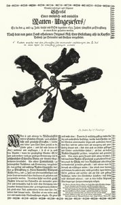 1683年にストラスブールで捕獲された巨大なネズミ（エングレービング 作： German School