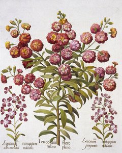 GillyflowerGilliflower、Hortus Eystettensis、Basil Besler（1561-1629）、パブ。 1613（手塗りの彫刻） 作： German School