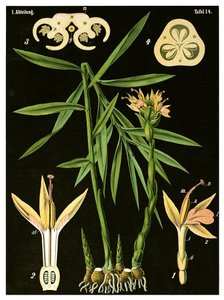 ジンジャー（Zingiber officinale Roscoe）c.1890（クロモリソグラフ） 作： German School