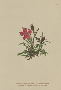 グレイシャーピンク（Dianthus glacialis） 作： German School