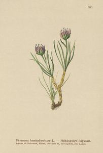 地球に向かったランピオン（Phyteuma hemisphaericum）