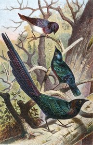 光沢のあるムクドリ、「Brahms Tierleben」のプレート。ティアライヒの総合的国勢」，第4巻，p.392，Bibliographisches Institutより刊行。