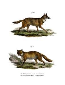 ゴールデンジャッカル、1860 作： German School