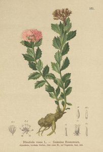 ゴールデンルート（Rhodiola rosea） 作： German School