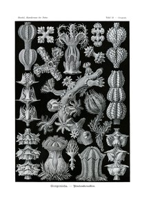 Gorgonida、1899-1904 作： German School