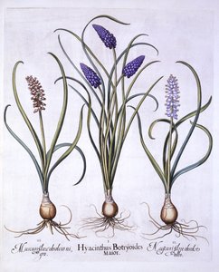 ブドウヒヤシンス、Hortus Eystettensis、バジルベスラー（1561-1629）、パブ。 1613（手描きの彫刻） 作： German School
