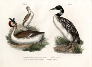 カンムリカイツブリ、1864 作： German School