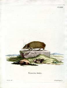 グレーターヘッジホッグ・テンレック（彩色済み彫刻 作： German School