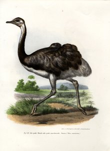 大レア、1864 作： German School