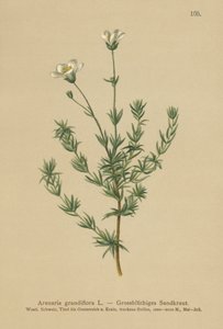 オオミズナギドリ（Arenaria grandiflora） 作： German School