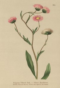 ギリシャ語Fleabane（Erigeron Villarsii、Erigeron atticus） 作： German School