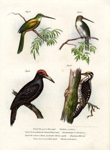 グリーンテールジャカマール、1864年 作： German School
