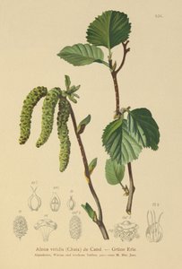 緑のハンノキ（Alnus viridis）