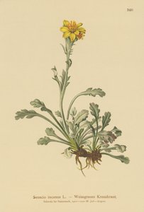 灰色のラグワート（Senecio incanus） 作： German School