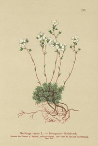 灰色のSaxifrage（Saxifraga caesia） 作： German School