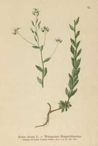 灰色のウィットローグラス（Draba incana）