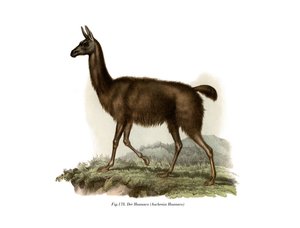 グアナコ、1860 作： German School