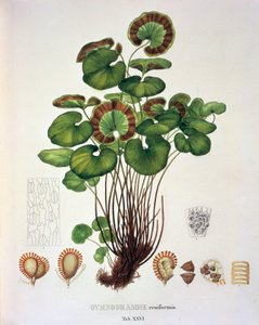 Johann Baptist Von SpixとCarl Friedrich Von Martiusによる「Plantarum Cryptogamicarum Brasiliensium」の「Gymnogramme Reniformis」、表XXVI。 作： German School