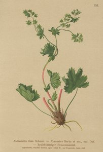 ヘアレスレディースマントル（Alchemilla fissa、Alchemilla Pyrenaica） 作： German School