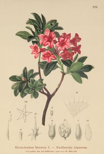 毛むくじゃらのアルペンローズ（Rhododendron hirsutum） 作： German School