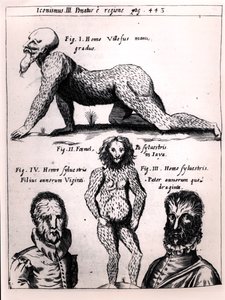 毛むくじゃらの男と野生の男、ガスパーショットによるPhysica Curiosaのイラスト（1608-66） 作： German School