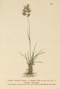 Hallers Fescue（Festuca Gaudini、Festuca Hallerie） 作： German School