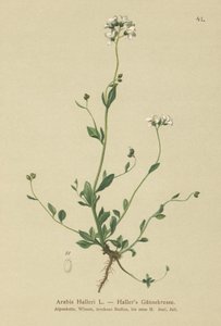 Hallers Wall-cress（アラビス州） 作： German School