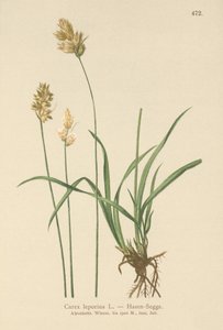 野兎（Carex leporina、Carex ovalis） 作： German School