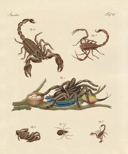 暑い国からの有害な昆虫 作： German School