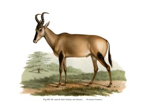 ハーテビースト、1860