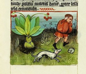 マンドレークの収穫、「De Rerum Naturis - Rabanus Maurus」、1425年頃（ベラムにグワッシュ