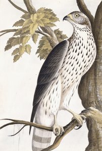 ホーク、1750-1800 作： German School