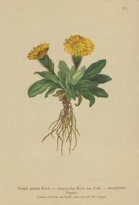 鷹のひげ（Crepis jubata、Crepis rhaetica） 作： German School