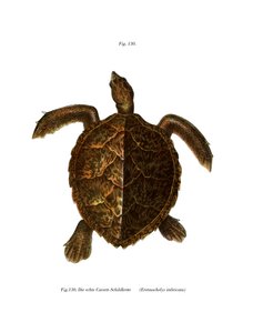 ホークスビル・タートル（カラー写真 作： German School