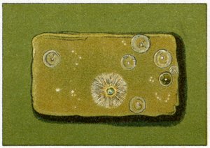 飲料水中のバクテリアの健康レベル、c.1890（カラークロモリソグラフ）