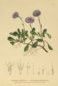 ハートリーブグローブデイジー（Globularia cordifolia） 作： German School