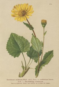 ハートリーブドヒョウベイン（Doronicum cordatum、Doronicum cordifolium、Aronicum cordatum） 作： German School