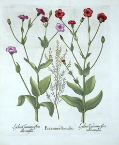 ヘザーと2種類のLychnis、Hortus Eystettensis作、Basil Besler（1561-1629）、パブ。 1613（手塗りの彫刻） 作： German School
