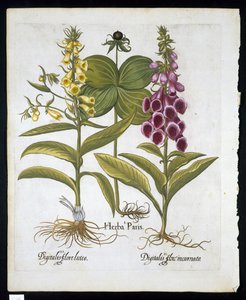 ハーブパリ（Solanum quadrifolium）、コモンキツネノテブクロ（Digitalis Purpurea）バジルベスラー（1561-1629）パブ1613（手描きの彫刻）によるHortus Eystettensisの大きな黄色のジギタリス